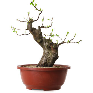 Pseudocydonia sinensis, 40 cm, ± 25 años de edad