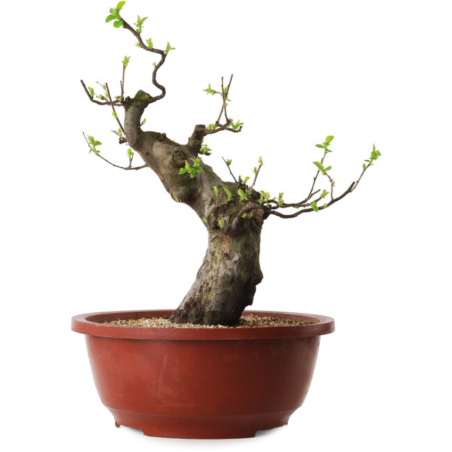 Pseudocydonia sinensis, 40 cm, ± 25 years old