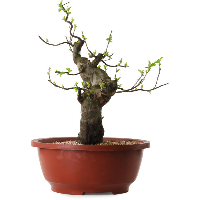 Pseudocydonia sinensis, 40 cm, ± 25 anni