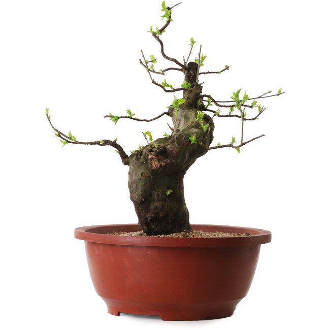 Pseudocydonia sinensis, 40 cm, ± 25 years old