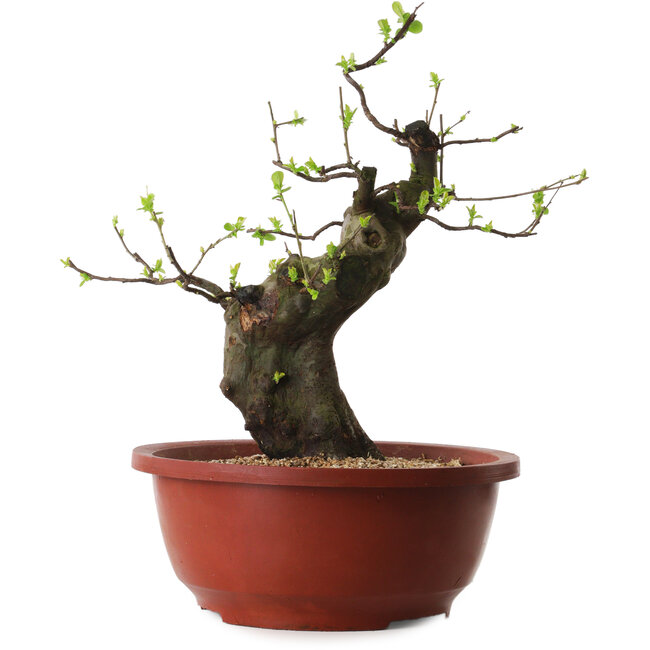 Pseudocydonia sinensis, 40 cm, ± 25 años de edad