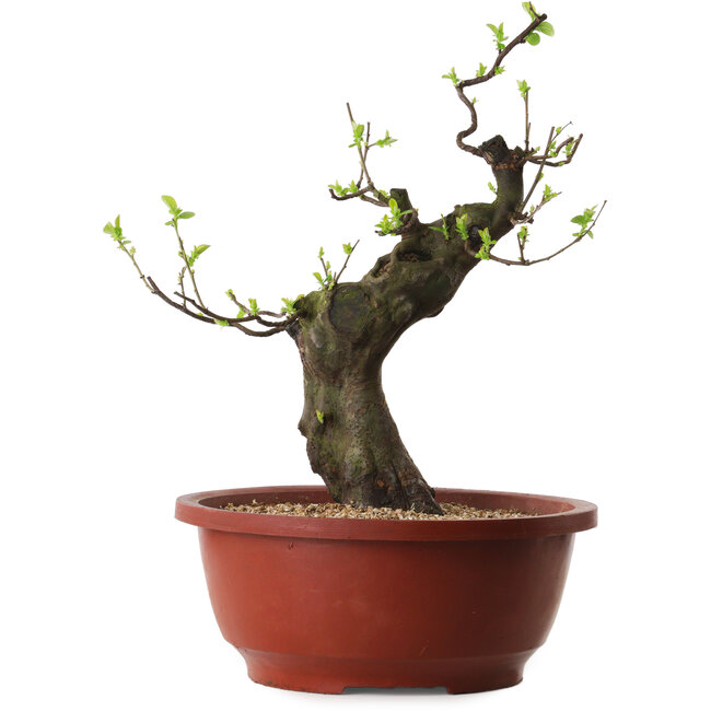 Pseudocydonia sinensis, 40 cm, ± 25 years old