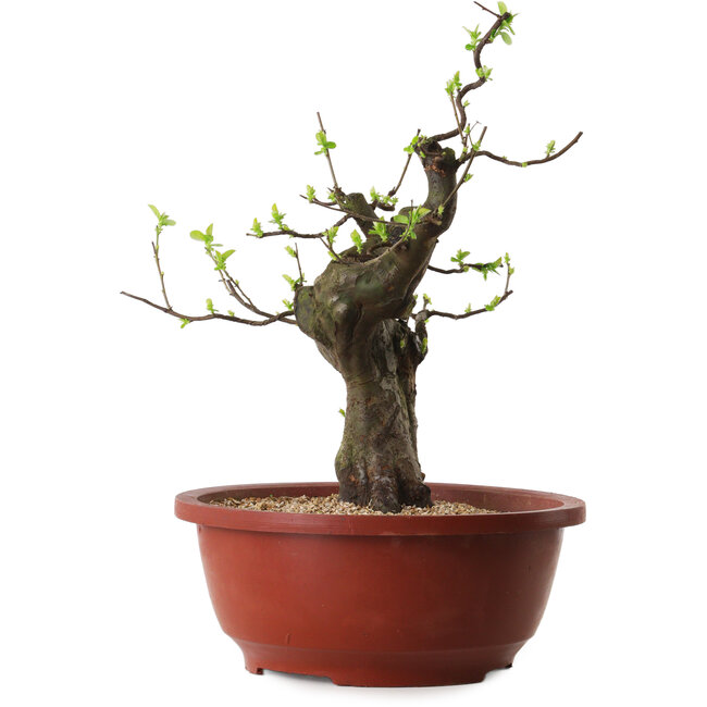 Pseudocydonia sinensis, 40 cm, ± 25 ans