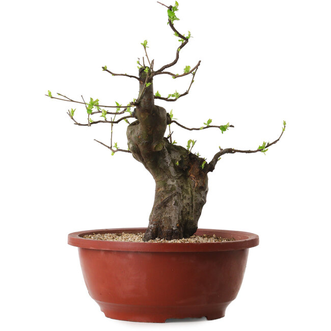 Pseudocydonia sinensis, 40 cm, ± 25 ans