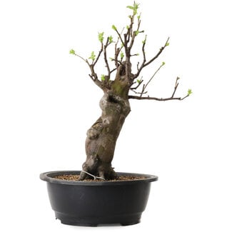 Pseudocydonia sinensis, 44 cm, ± 12 Jahre alt