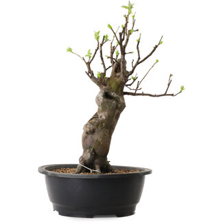 Pseudocydonia sinensis, 44 cm, ± 12 years old