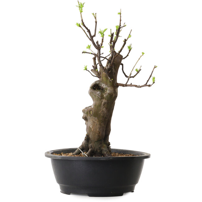 Pseudocydonia sinensis, 44 cm, ± 12 years old