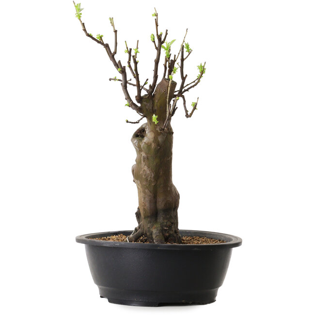 Pseudocydonia sinensis, 44 cm, ± 12 jaar oud