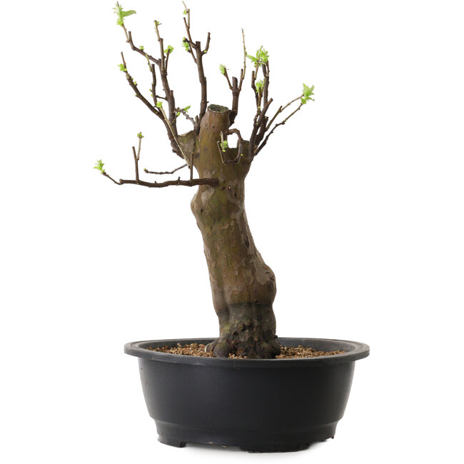 Pseudocydonia sinensis, 44 cm, ± 12 Jahre alt