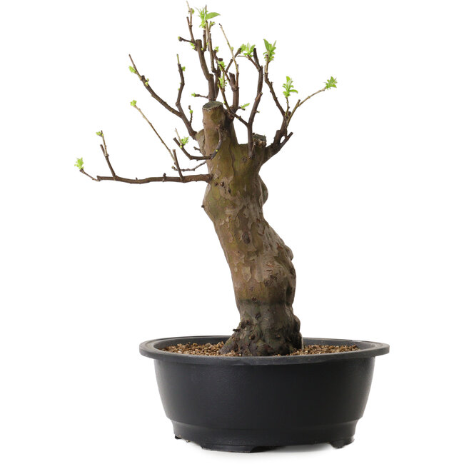 Pseudocydonia sinensis, 44 cm, ± 12 años de edad