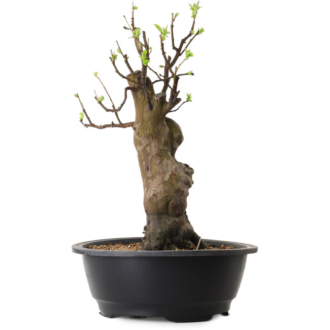 Pseudocydonia sinensis, 44 cm, ± 12 jaar oud