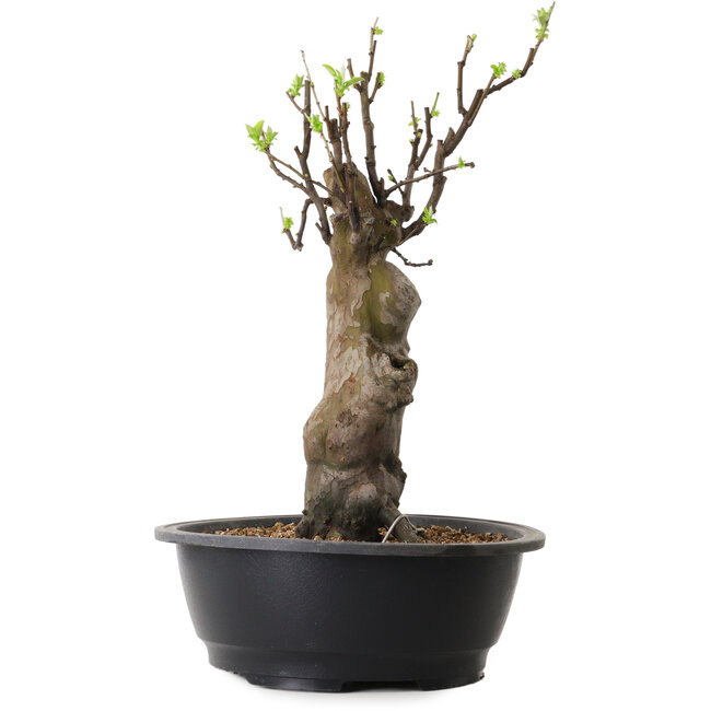 Pseudocydonia sinensis, 44 cm, ± 12 jaar oud