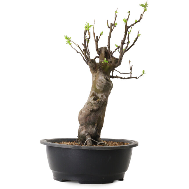 Pseudocydonia sinensis, 44 cm, ± 12 años de edad