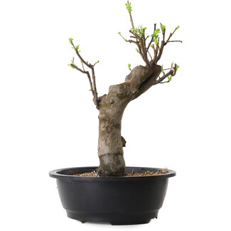 Pseudocydonia sinensis, 45 cm, ± 12 ans
