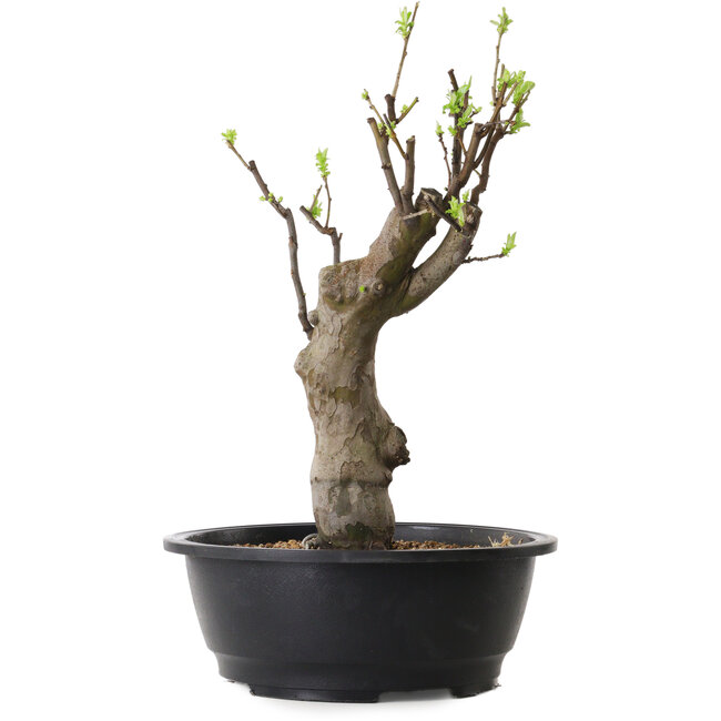 Pseudocydonia sinensis, 45 cm, ± 12 ans
