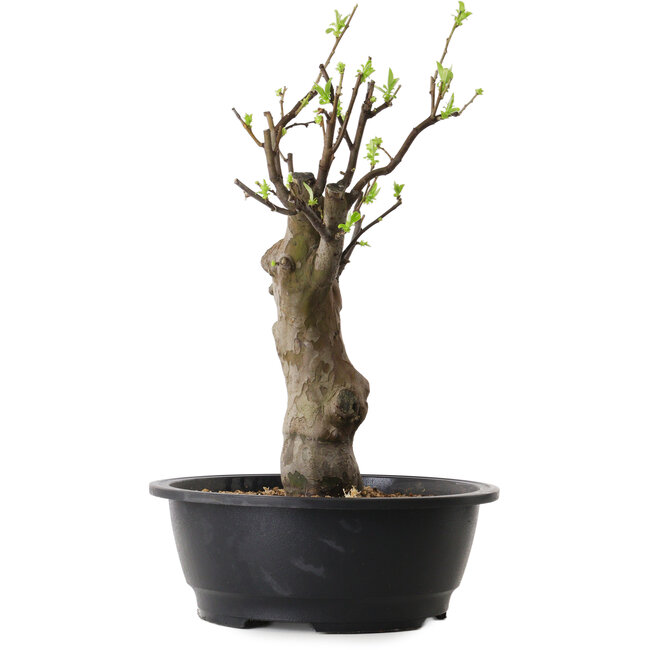 Pseudocydonia sinensis, 45 cm, ± 12 años de edad