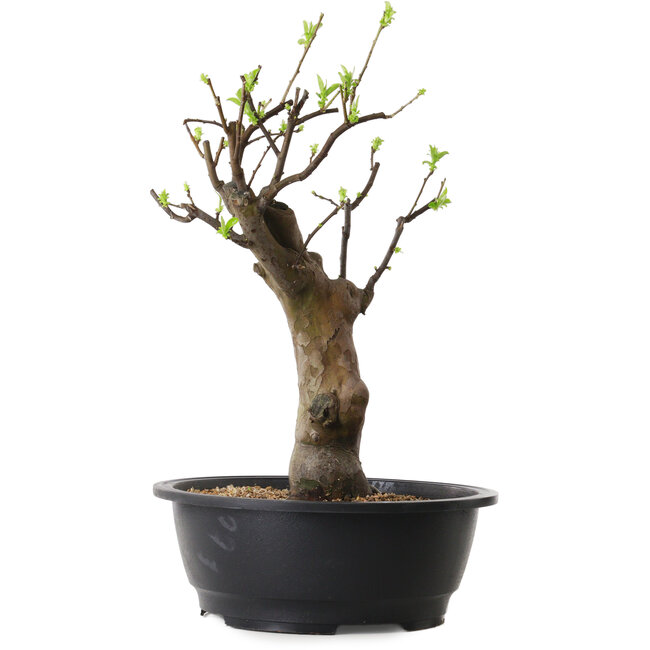 Pseudocydonia sinensis, 45 cm, ± 12 jaar oud