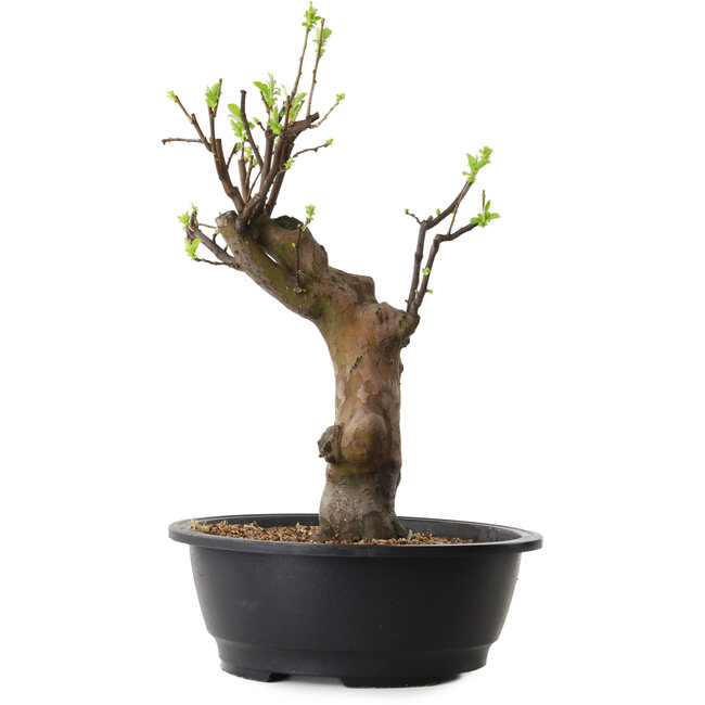 Pseudocydonia sinensis, 45 cm, ± 12 ans