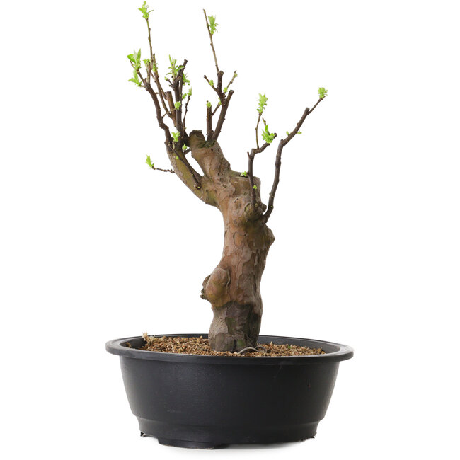Pseudocydonia sinensis, 45 cm, ± 12 ans