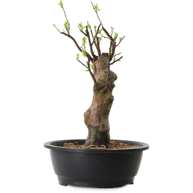 Pseudocydonia sinensis, 45 cm, ± 12 ans