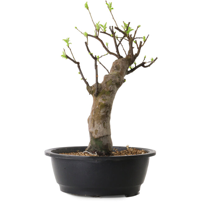 Pseudocydonia sinensis, 45 cm, ± 12 ans