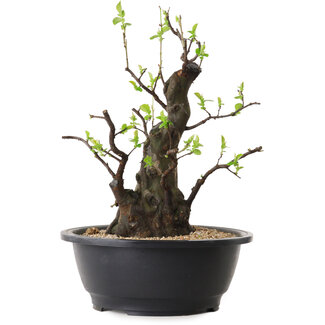 Pseudocydonia sinensis, 32 cm, ± 25 años de edad