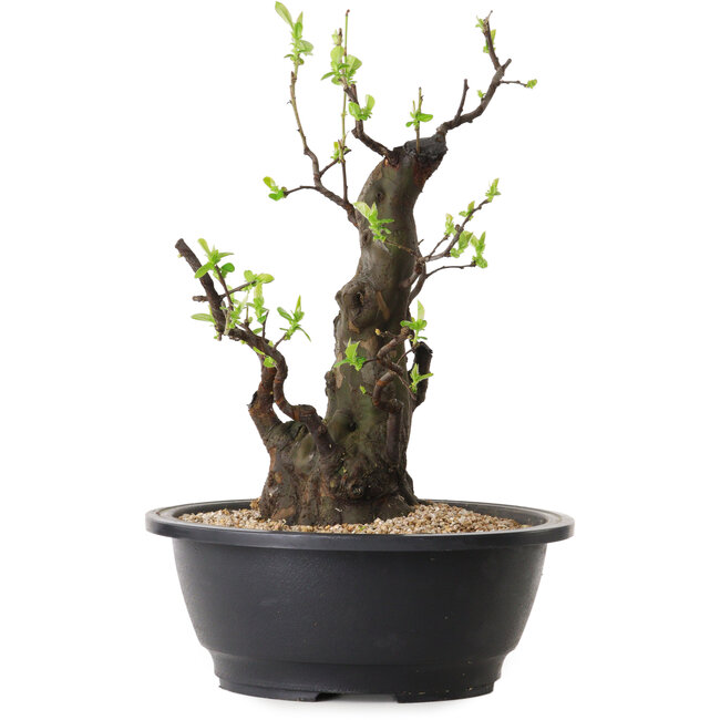 Pseudocydonia sinensis, 32 cm, ± 25 jaar oud