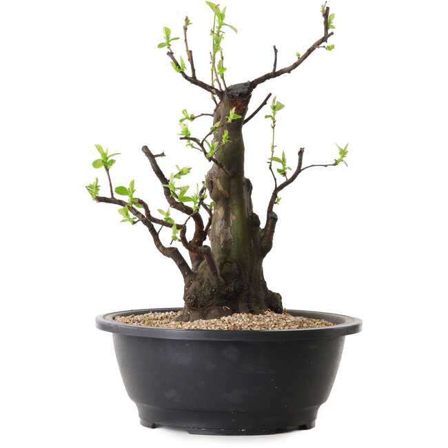 Pseudocydonia sinensis, 32 cm, ± 25 ans