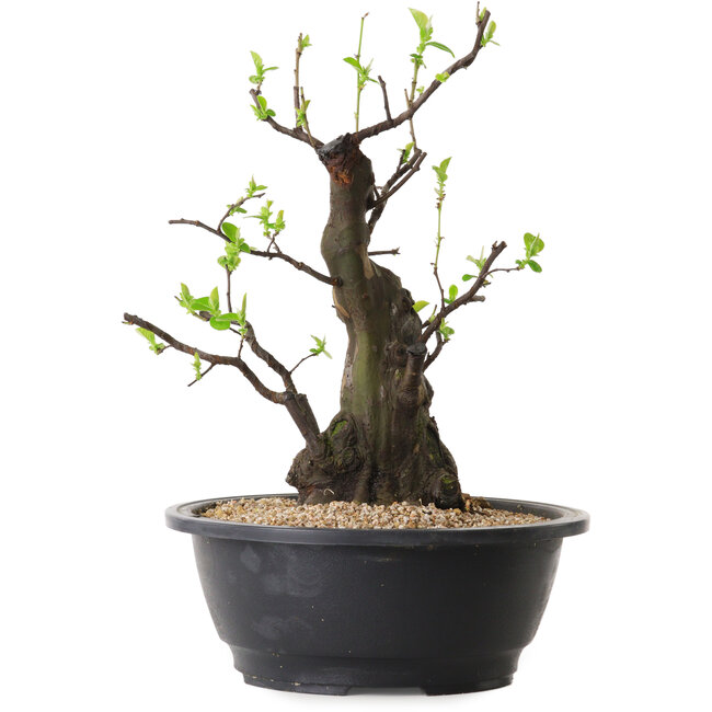 Pseudocydonia sinensis, 32 cm, ± 25 ans