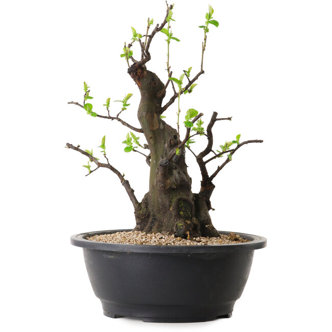 Pseudocydonia sinensis, 32 cm, ± 25 years old