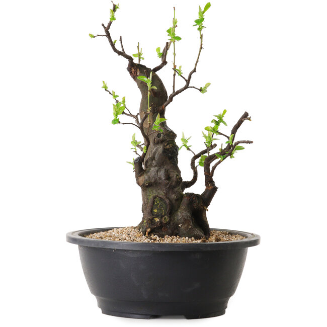 Pseudocydonia sinensis, 32 cm, ± 25 years old