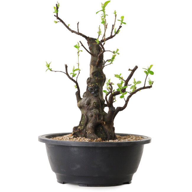 Pseudocydonia sinensis, 32 cm, ± 25 ans