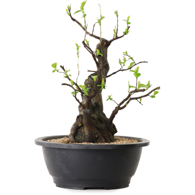 Pseudocydonia sinensis, 32 cm, ± 25 jaar oud