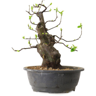 Pseudocydonia sinensis, 38 cm, ± 25 años de edad