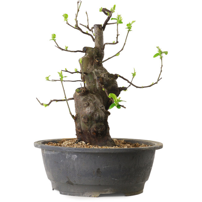 Pseudocydonia sinensis, 38 cm, ± 25 años de edad