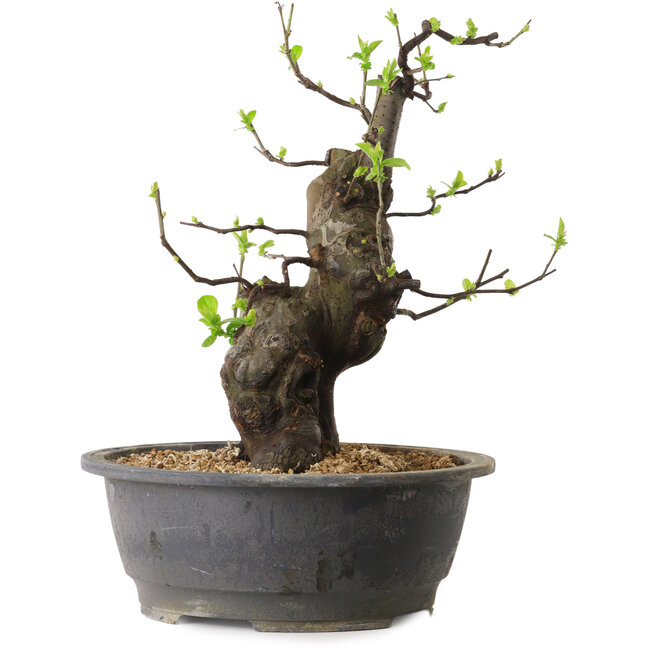 Pseudocydonia sinensis, 38 cm, ± 25 anni