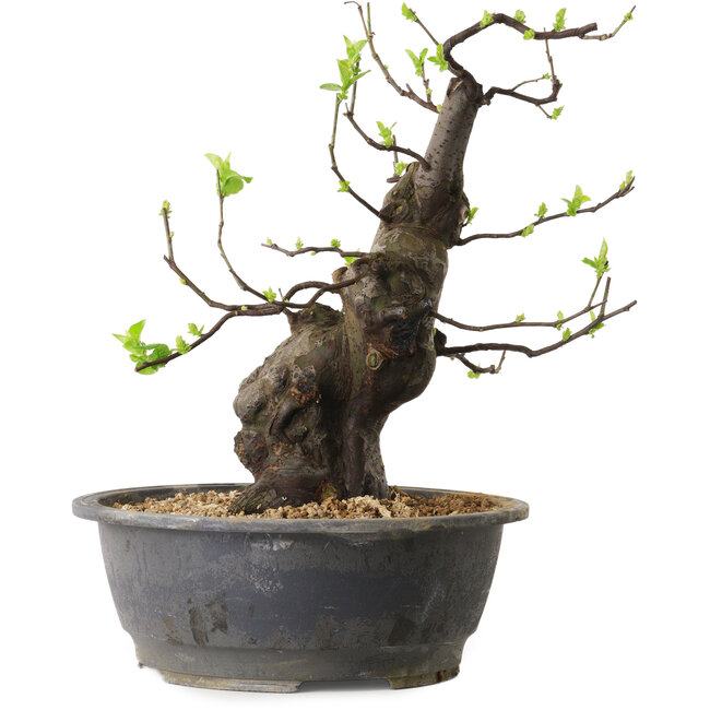 Pseudocydonia sinensis, 38 cm, ± 25 años de edad