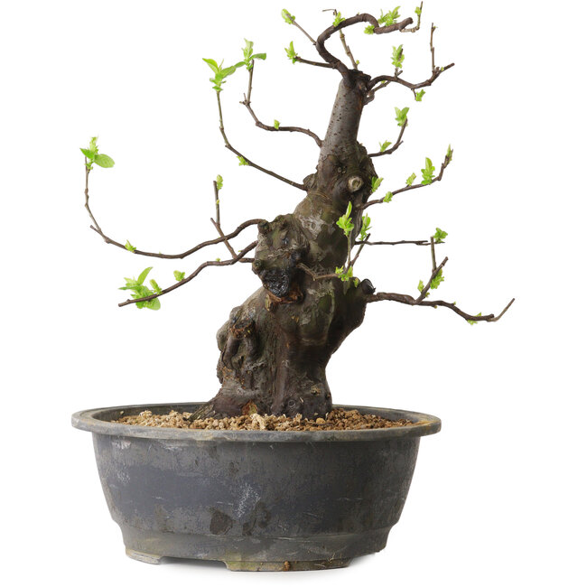 Pseudocydonia sinensis, 38 cm, ± 25 anni