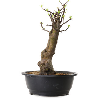 Pseudocydonia sinensis, 42 cm, ± 12 ans