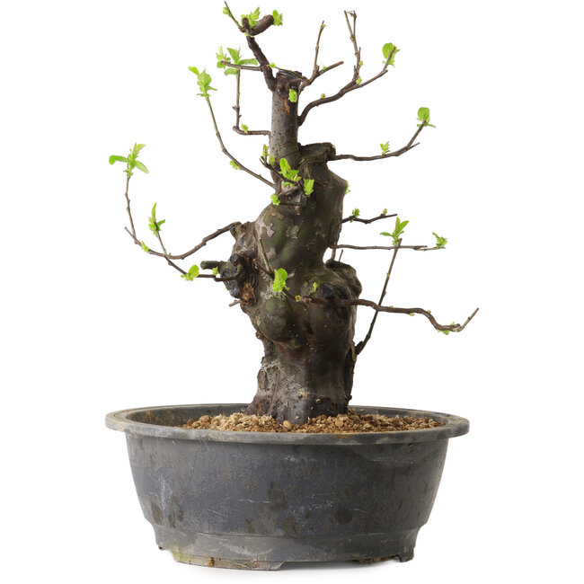 Pseudocydonia sinensis, 38 cm, ± 25 anni