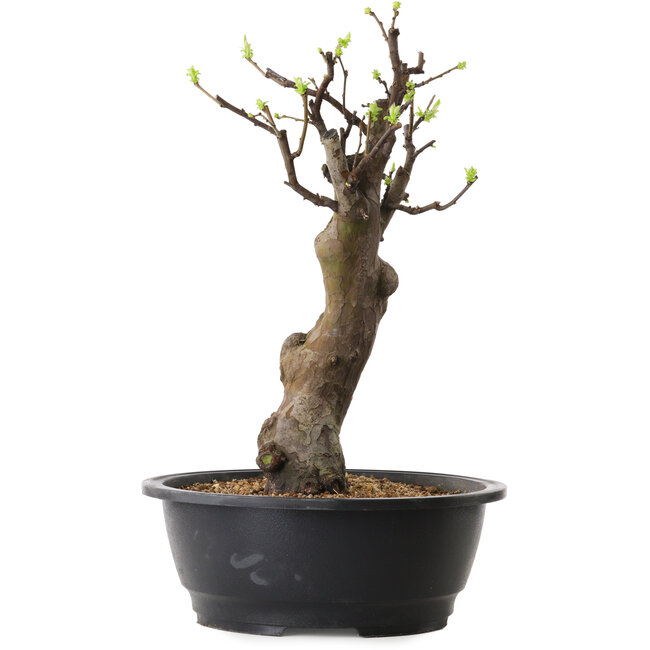 Pseudocydonia sinensis, 42 cm, ± 12 ans