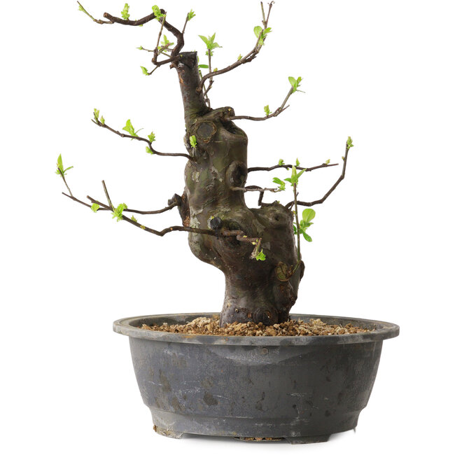 Pseudocydonia sinensis, 38 cm, ± 25 anni