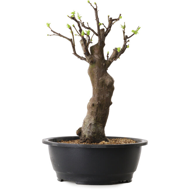 Pseudocydonia sinensis, 42 cm, ± 12 ans