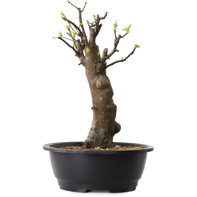 Pseudocydonia sinensis, 42 cm, ± 12 jaar oud