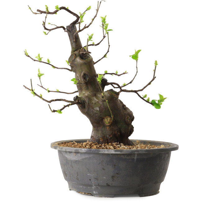 Pseudocydonia sinensis, 38 cm, ± 25 anni