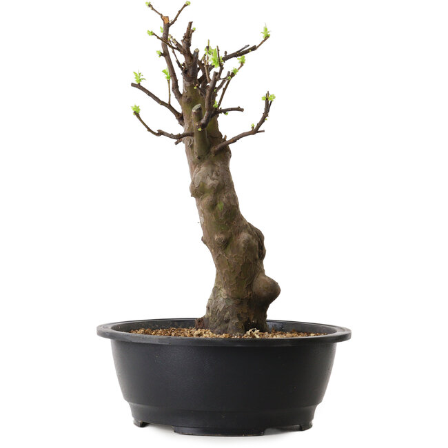 Pseudocydonia sinensis, 42 cm, ± 12 jaar oud