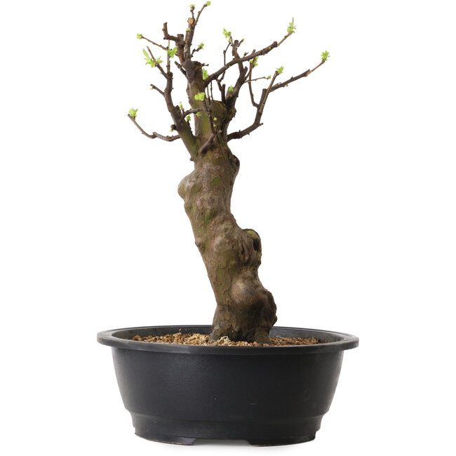 Pseudocydonia sinensis, 42 cm, ± 12 ans