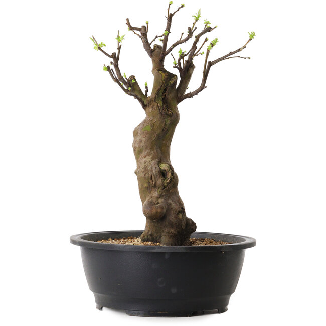 Pseudocydonia sinensis, 42 cm, ± 12 ans