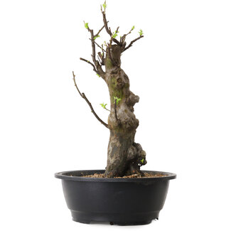 Pseudocydonia sinensis, 44 cm, ± 12 ans