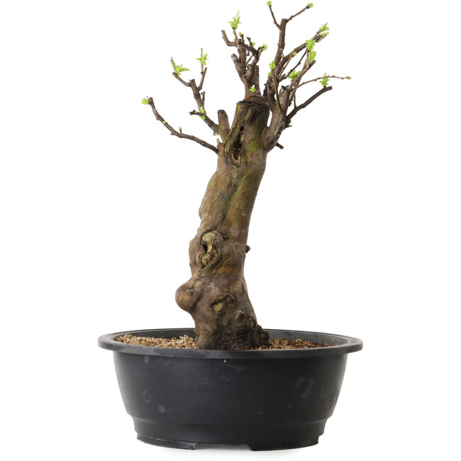 Pseudocydonia sinensis, 42 cm, ± 12 ans